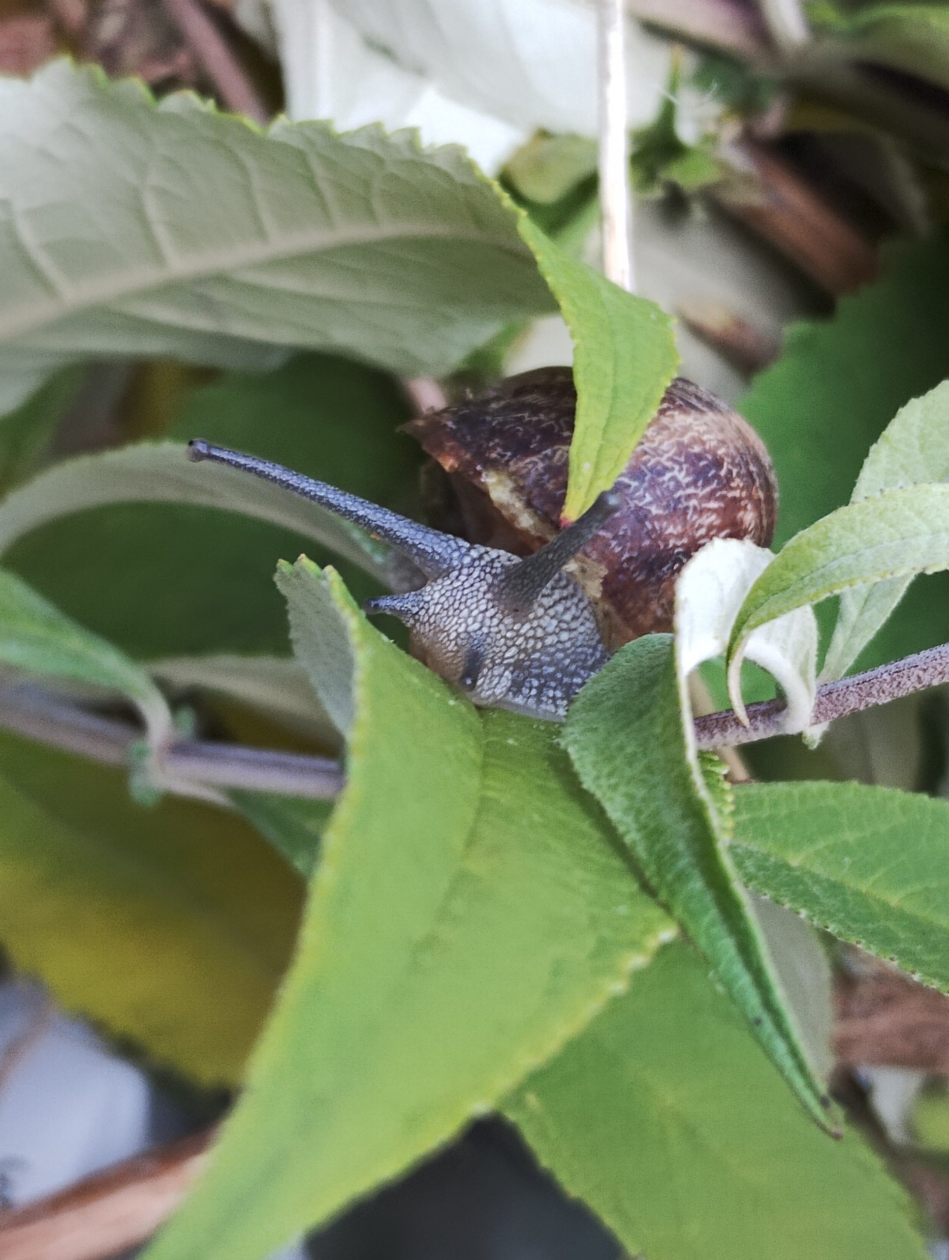 xd hovenier tuin en groen